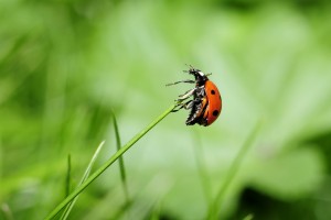ladybug on grass